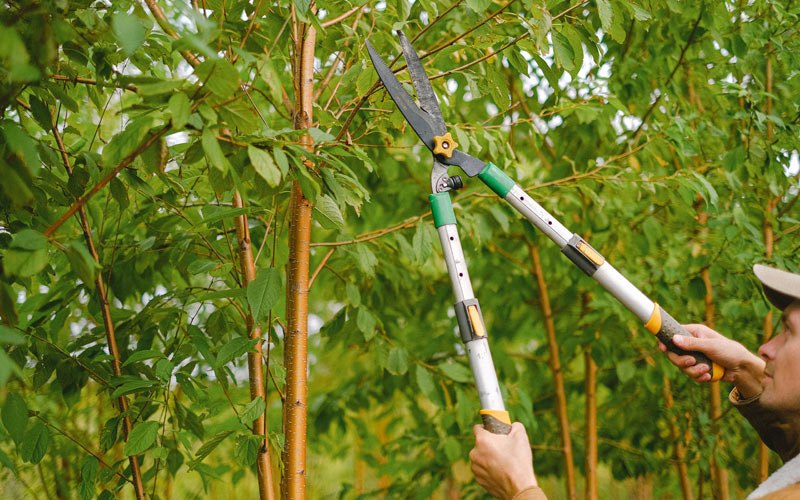 Tree trimming in Farmville, VA