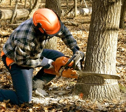 Tree Removal in Farmville, VA